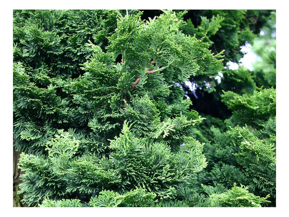 Chamaecyparis Obtusa Nana Gracilis Standard - View 19 from www redcrocus com