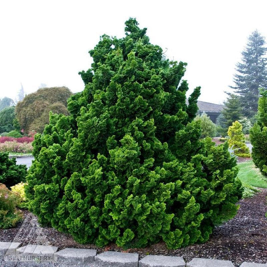 Chamaecyparis Obtusa Nana Gracilis Standard - View 1 from www redcrocus com