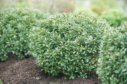 Ilex Glabra 'strong Box' - View 1 from www redcrocus com