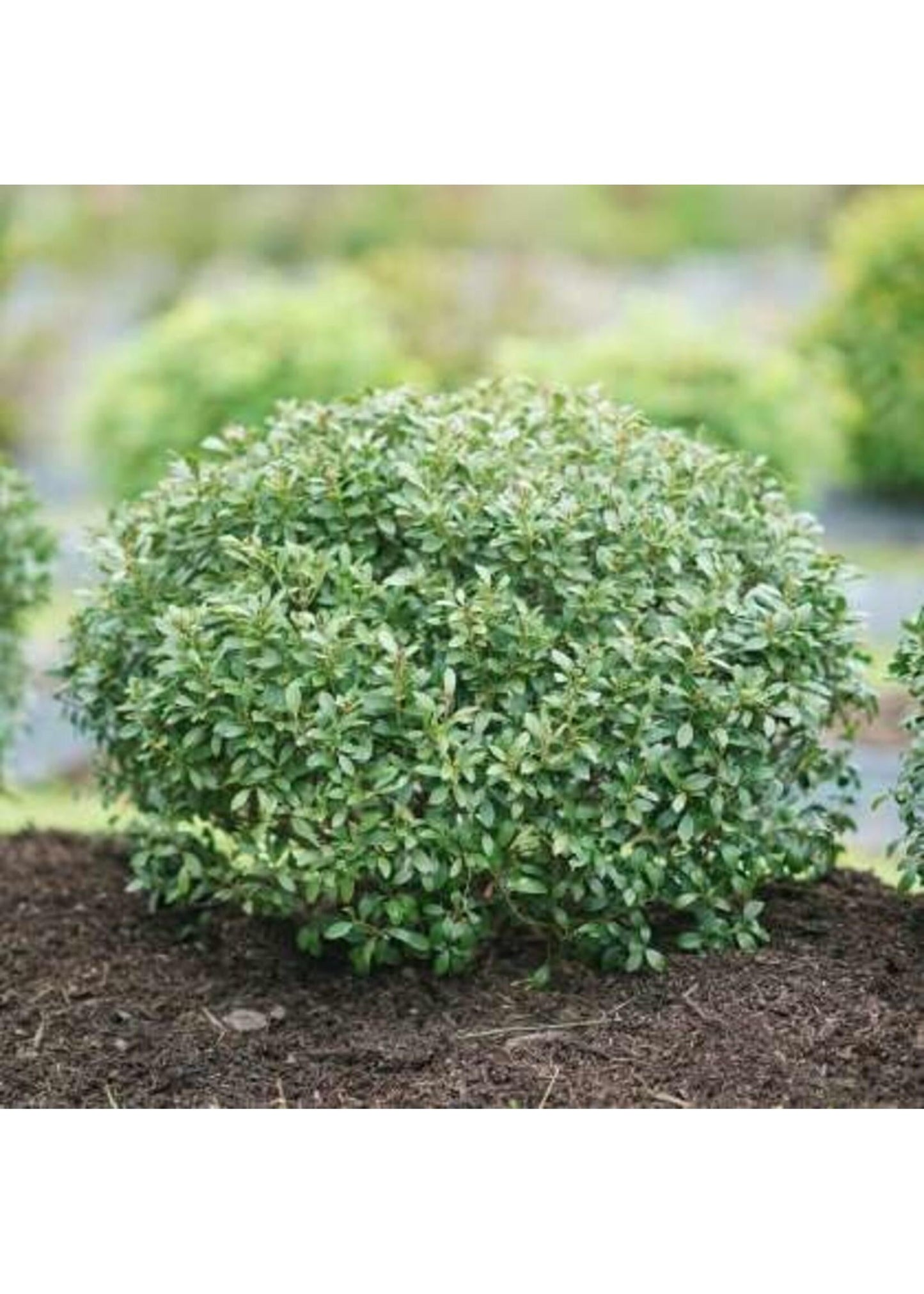Ilex Glabra 'strong Box' - View 22 from www redcrocus com