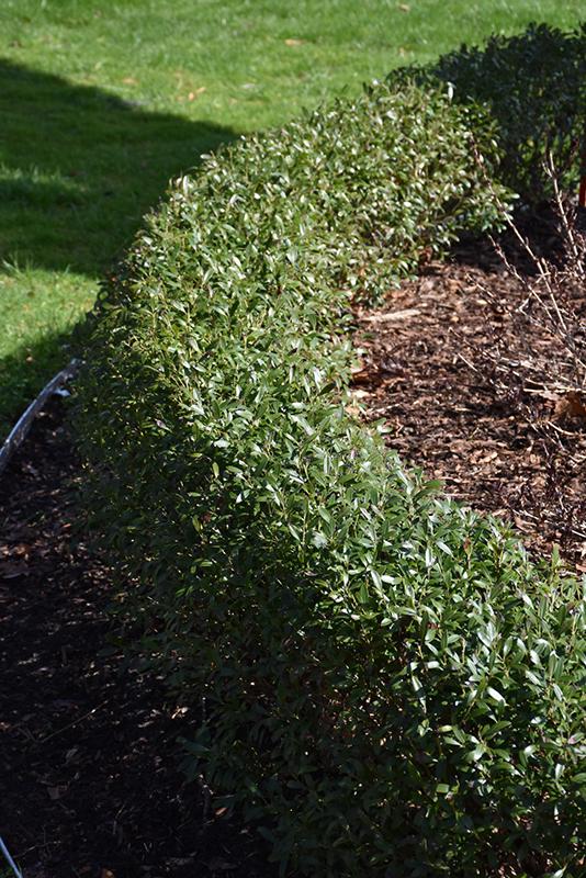 Ilex Glabra 'strong Box' - View 26 from www redcrocus com