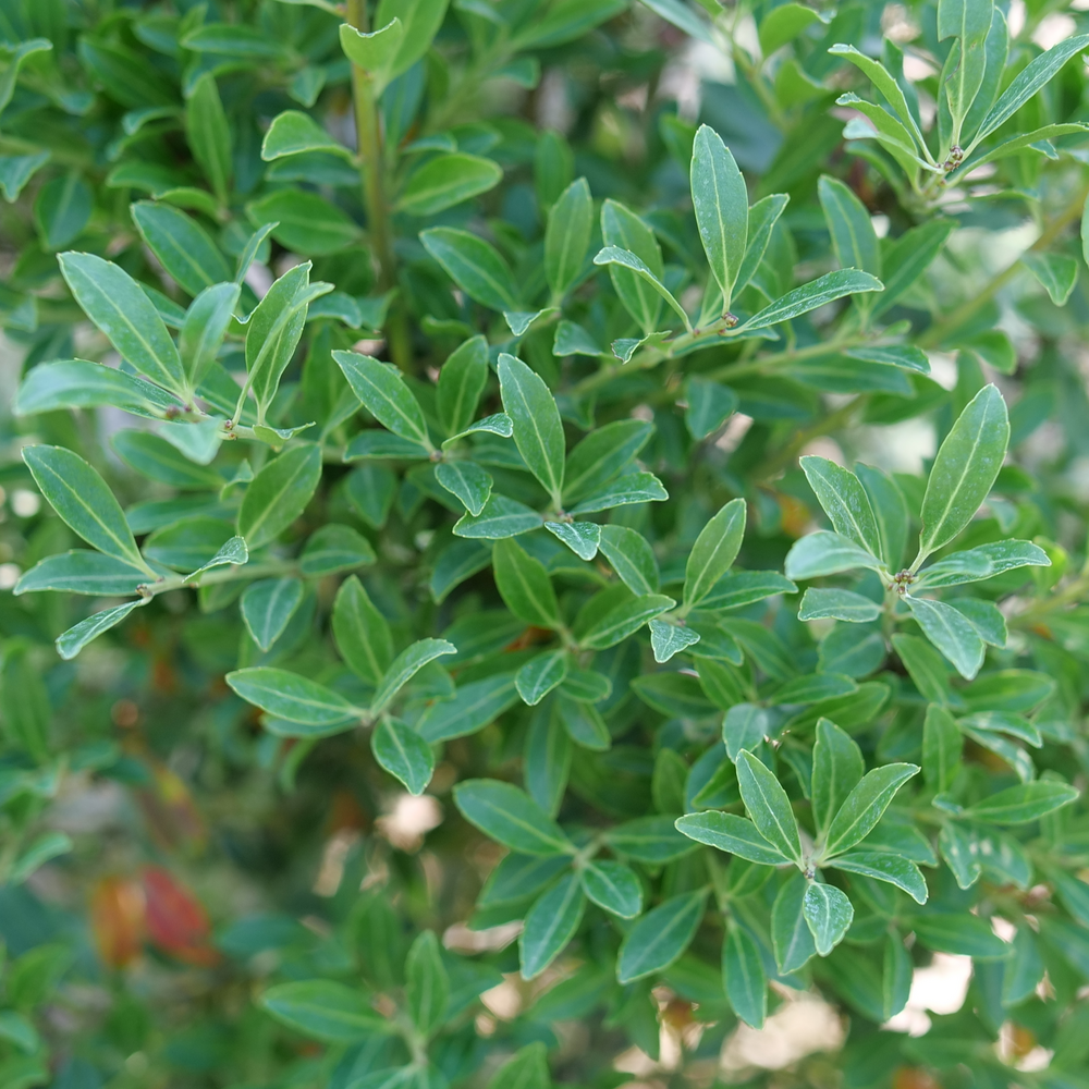 Ilex Glabra 'strong Box' - View 9 from www redcrocus com