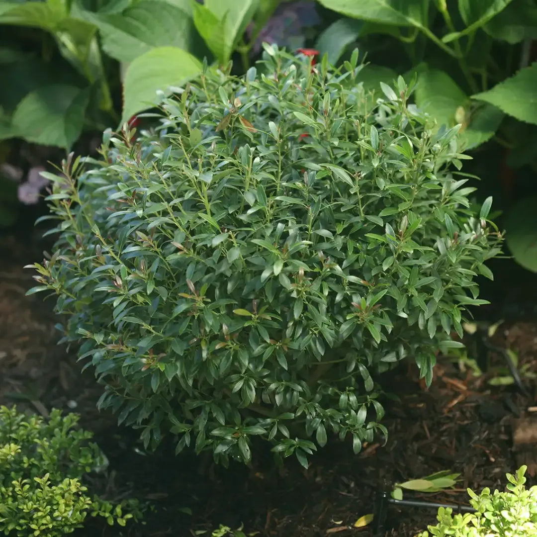 Ilex Glabra 'strong Box' - View 9 from www redcrocus com