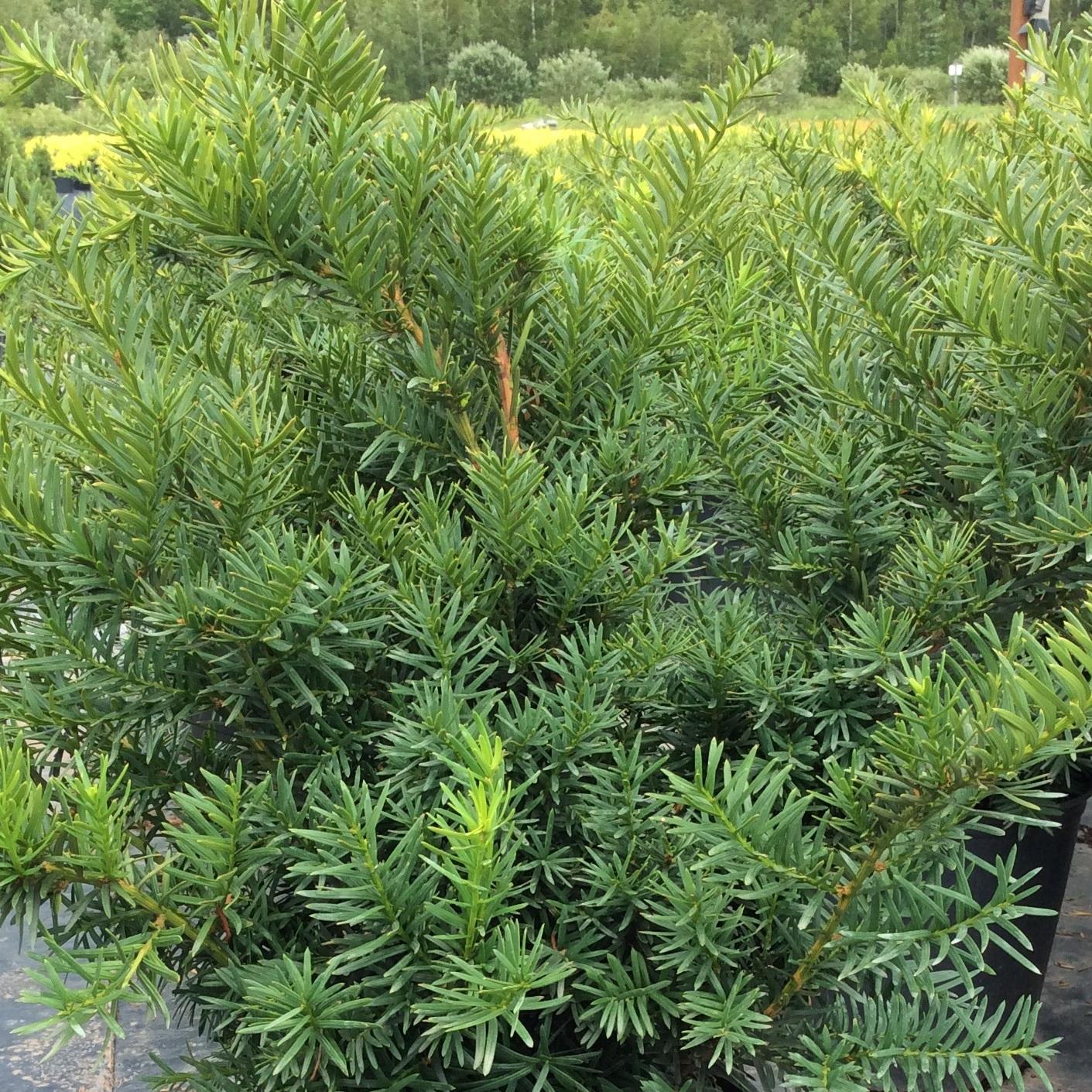 Taxus Media Densiformis - View 12 from www redcrocus com