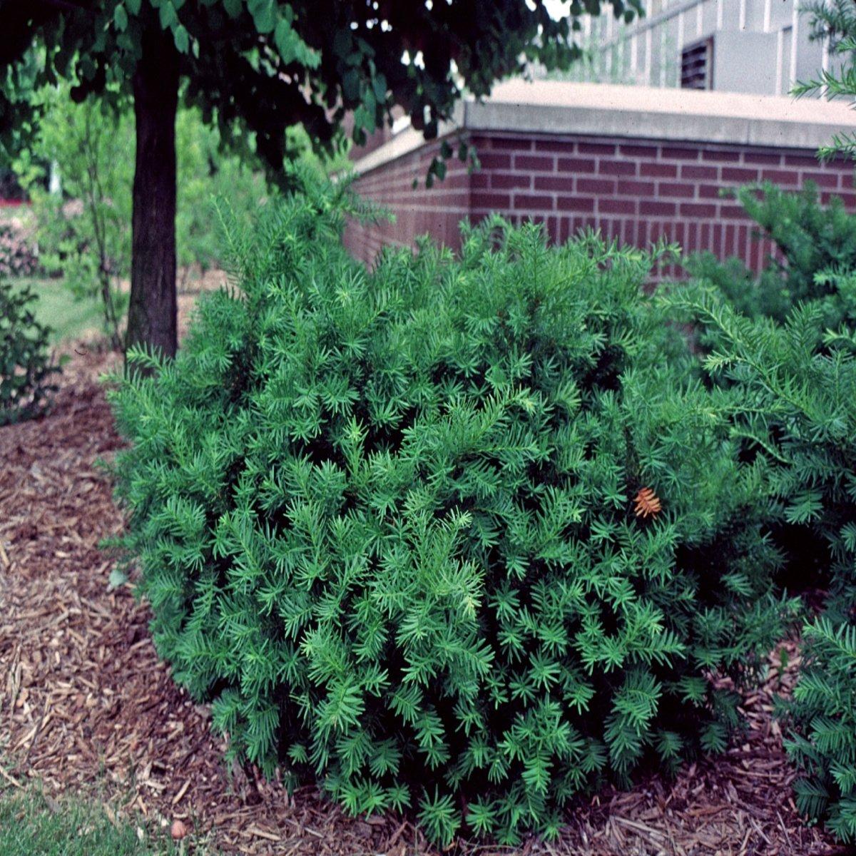 Taxus Media Densiformis - View 18 from www redcrocus com