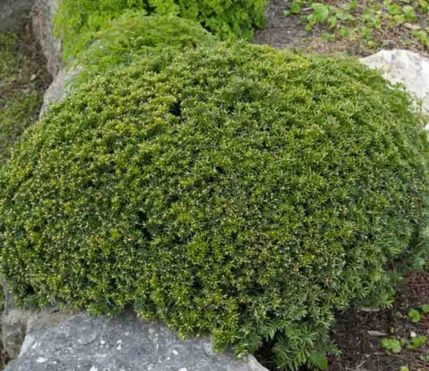 Taxus Media Densiformis - View 4 from www redcrocus com