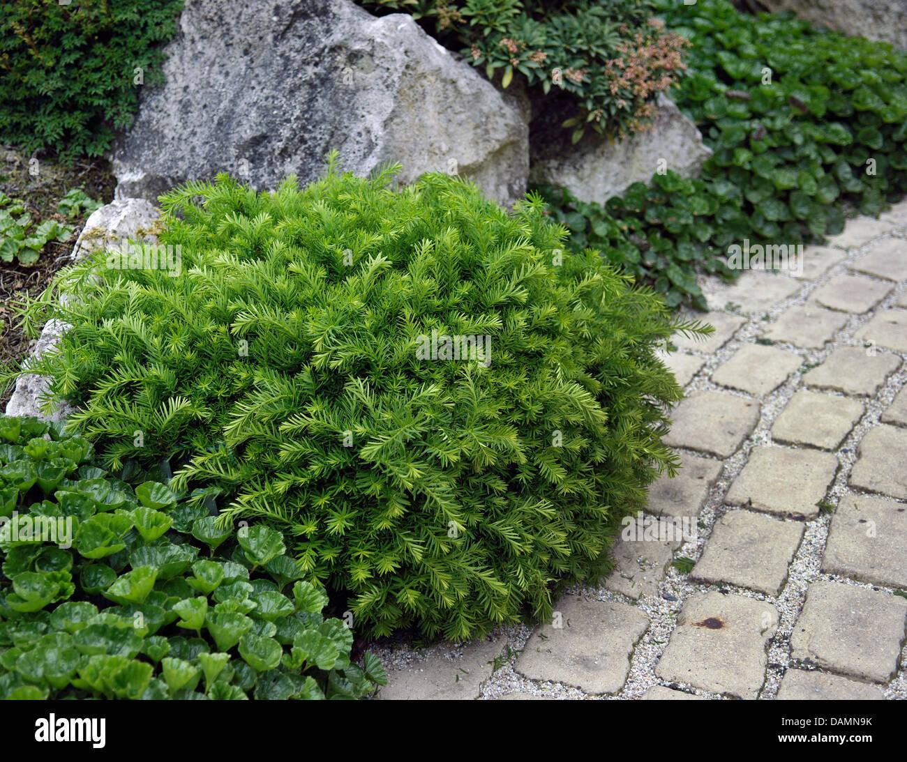 Taxus Media Densiformis - View 5 from www redcrocus com