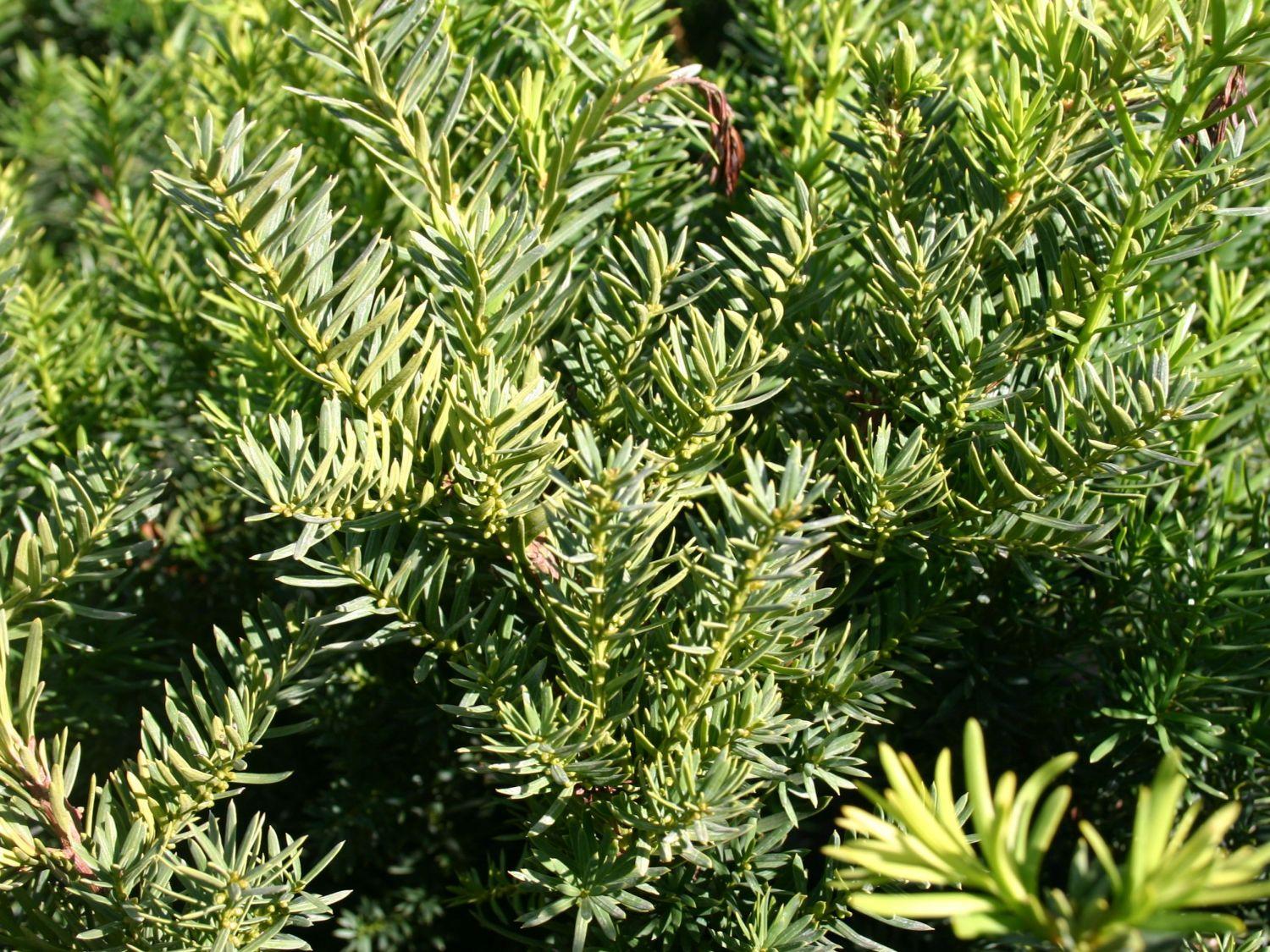 Taxus Media Densiformis - View 6 from www redcrocus com