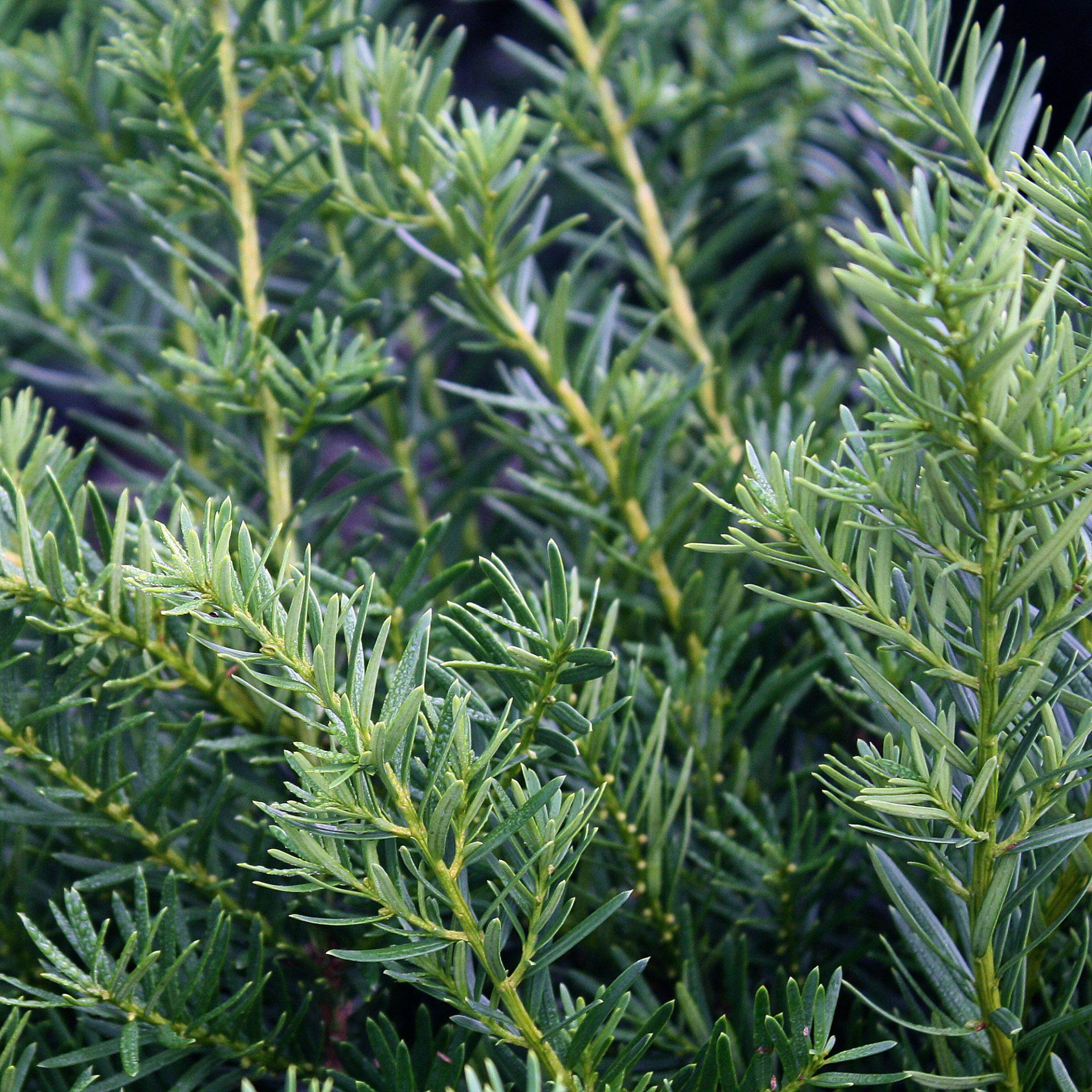Taxus Media Densiformis - View 8 from www redcrocus com