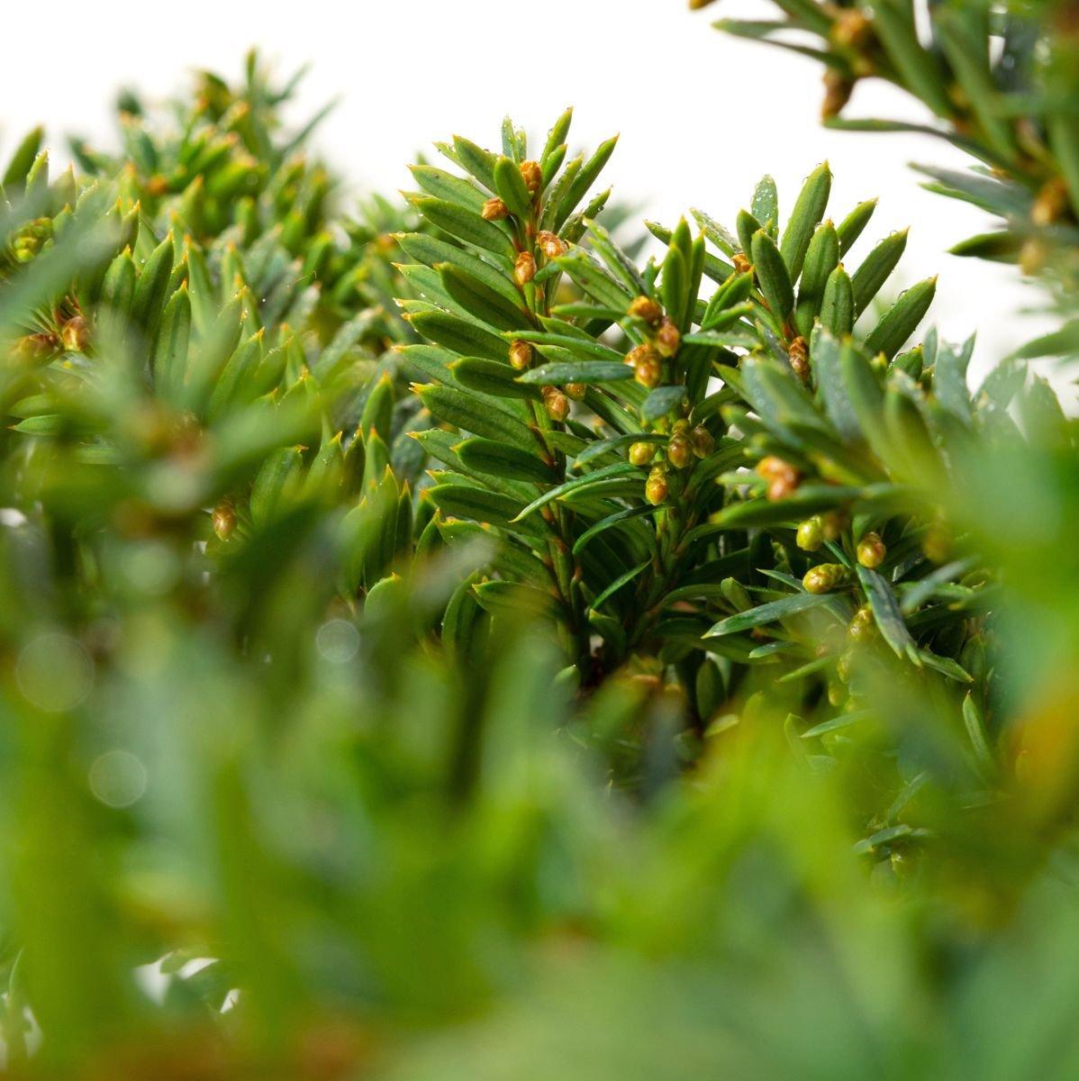 Taxus Media Densiformis - View 9 from www redcrocus com