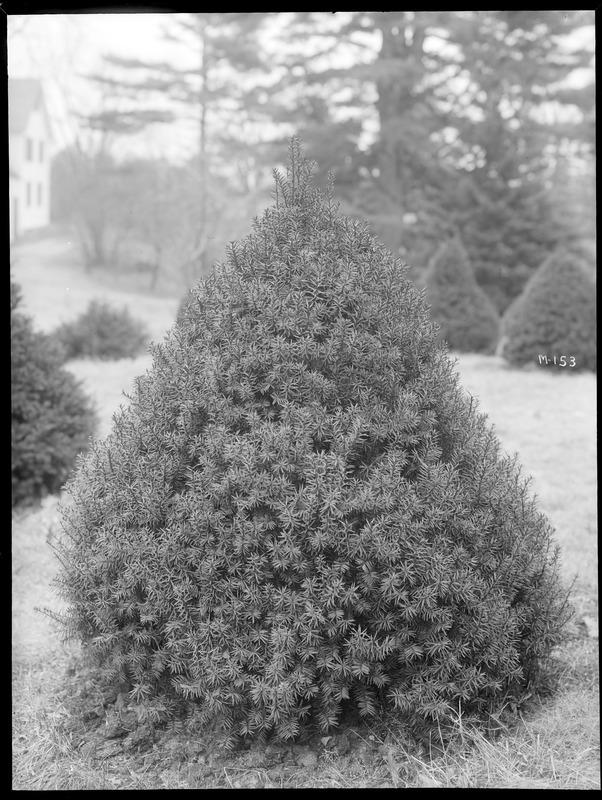 Taxus Media 'hatfieldii' - View 11 from www redcrocus com