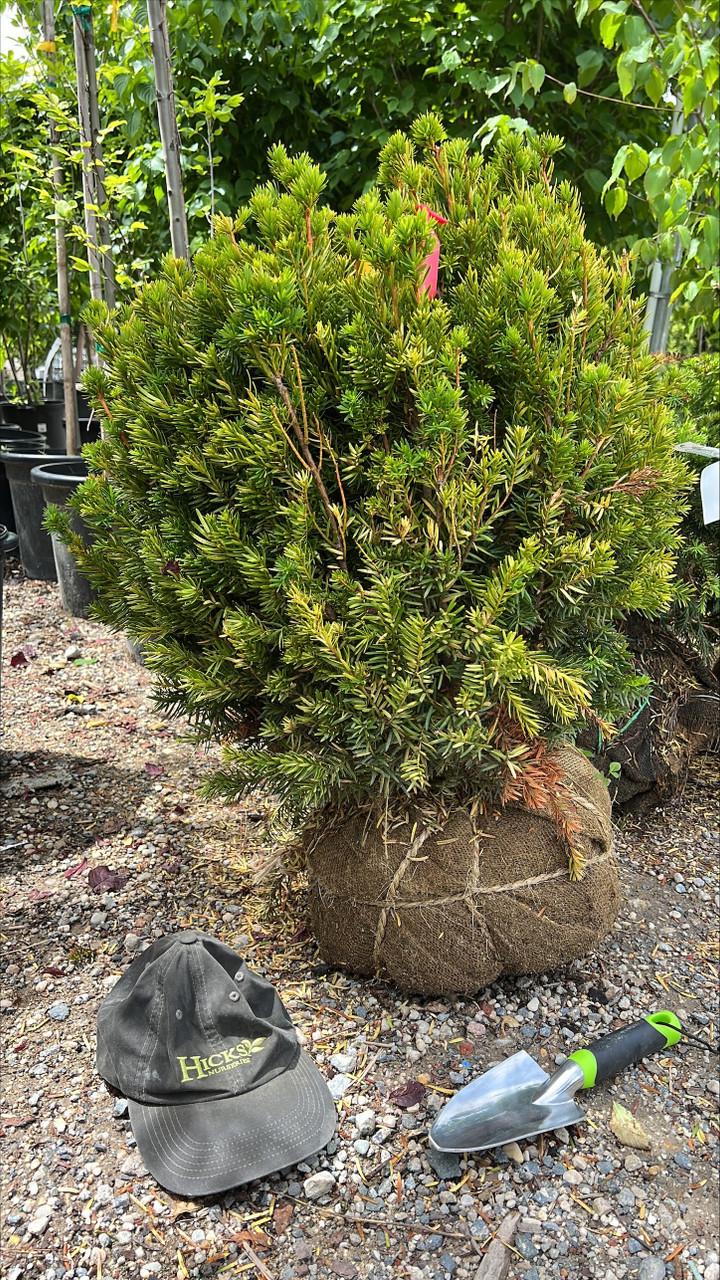 Taxus Media 'hatfieldii' - View 12 from www redcrocus com