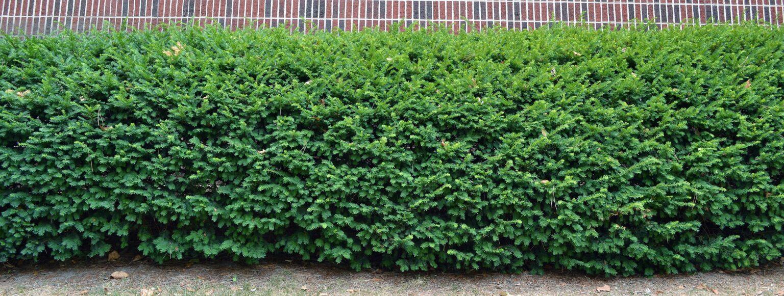 Taxus Media 'hatfieldii' - View 14 from www redcrocus com
