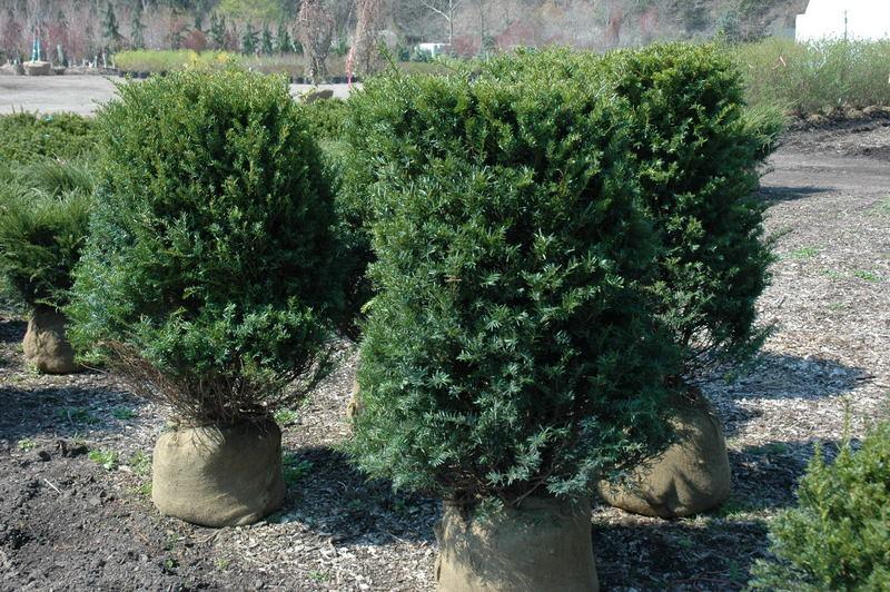 Taxus Media 'hatfieldii' - View 4 from www redcrocus com