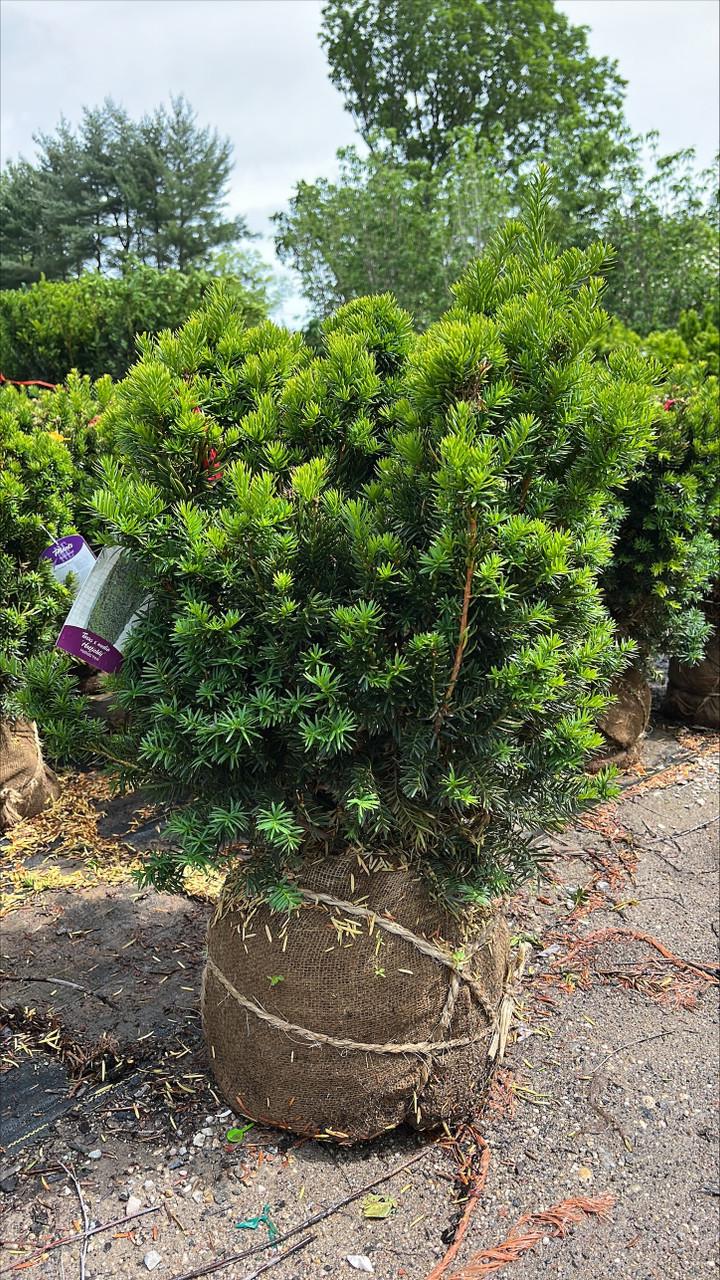 Taxus Media 'hatfieldii' - View 5 from www redcrocus com