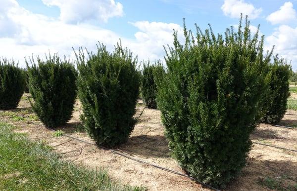 Taxus Media 'hatfieldii' - View 6 from www redcrocus com