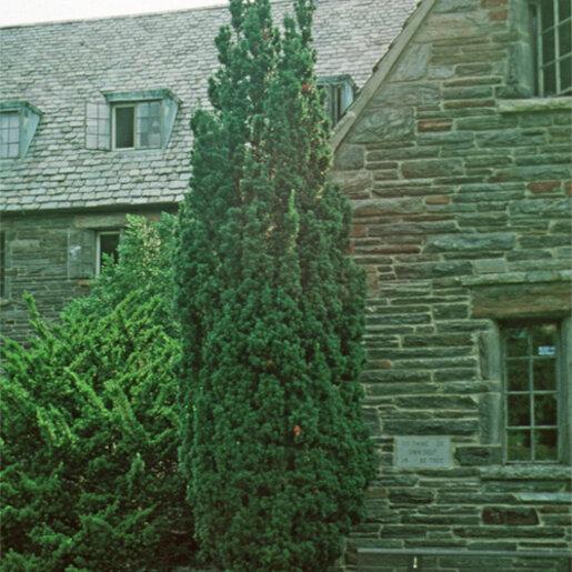 Taxus Media 'hatfieldii' - View 7 from www redcrocus com