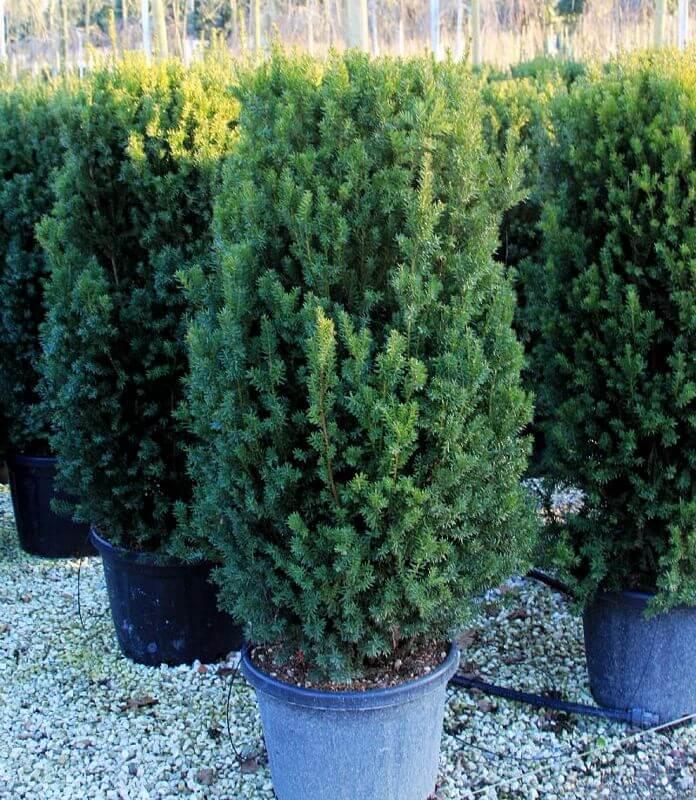 Taxus Media 'hatfieldii' - View 9 from www redcrocus com