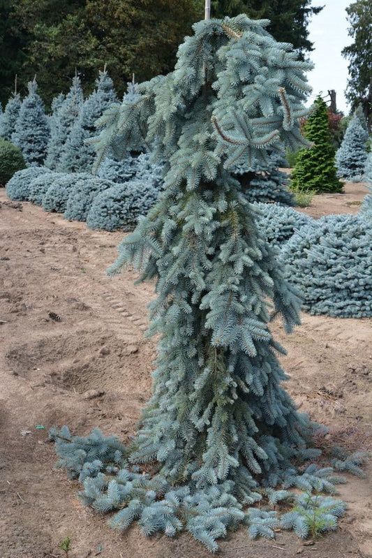 Picea Pungens The Blues - View 1 from www redcrocus com