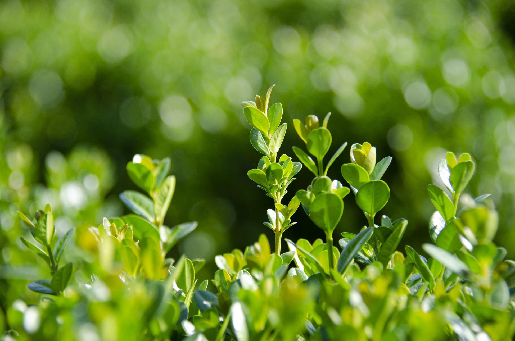 Buxus Newgen Freedom - View 14 from www redcrocus com