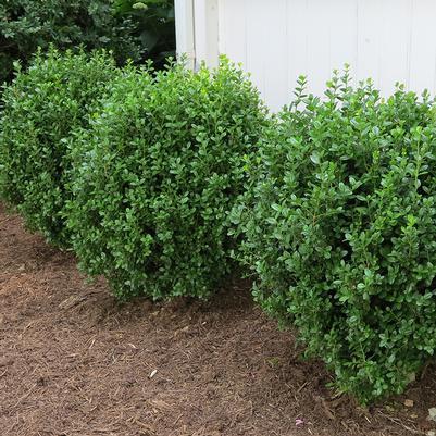 Buxus Newgen Freedom - View 16 from www redcrocus com