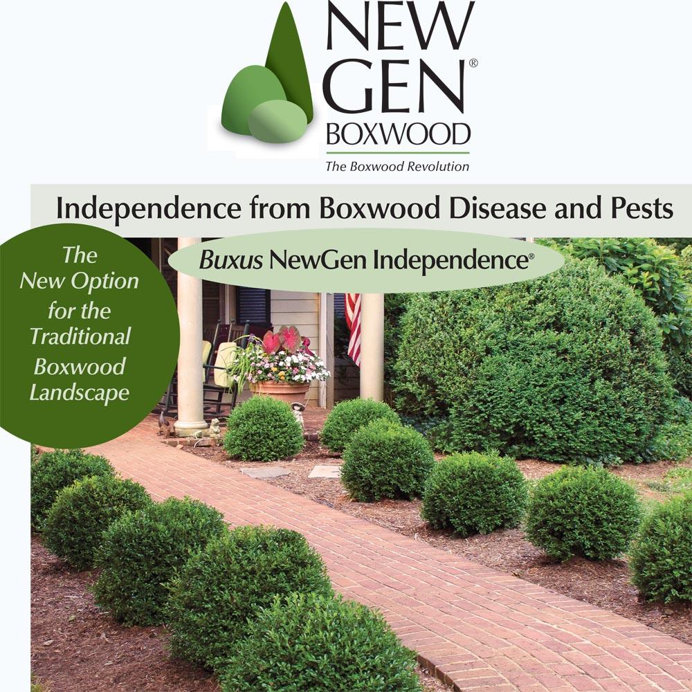 Buxus Newgen Independence - View 14 from www redcrocus com