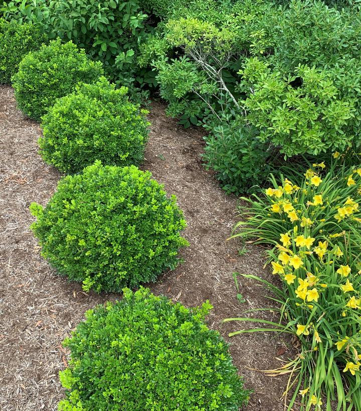 Buxus Newgen Independence - View 17 from www redcrocus com