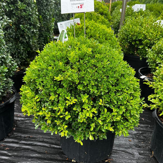 Buxus Newgen Independence - View 1 from www redcrocus com