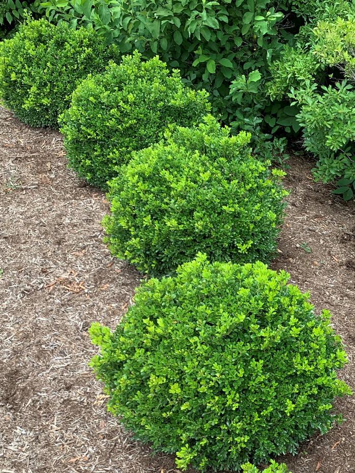 Buxus Newgen Independence - View 4 from www redcrocus com