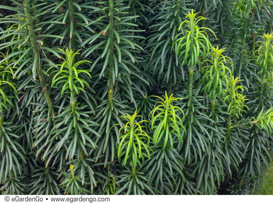 Cephalotaxus Harringtonia Fastigiata - View 10 from www redcrocus com