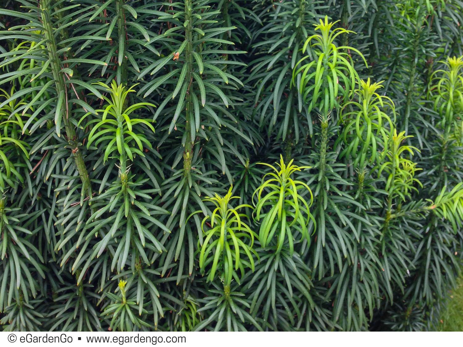 Cephalotaxus Harringtonia Fastigiata - View 10 from www redcrocus com