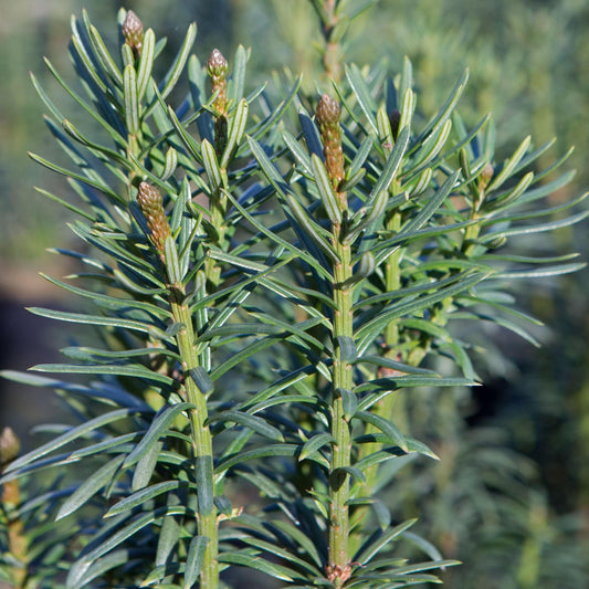Cephalotaxus Harringtonia Fastigiata - View 1 from www redcrocus com