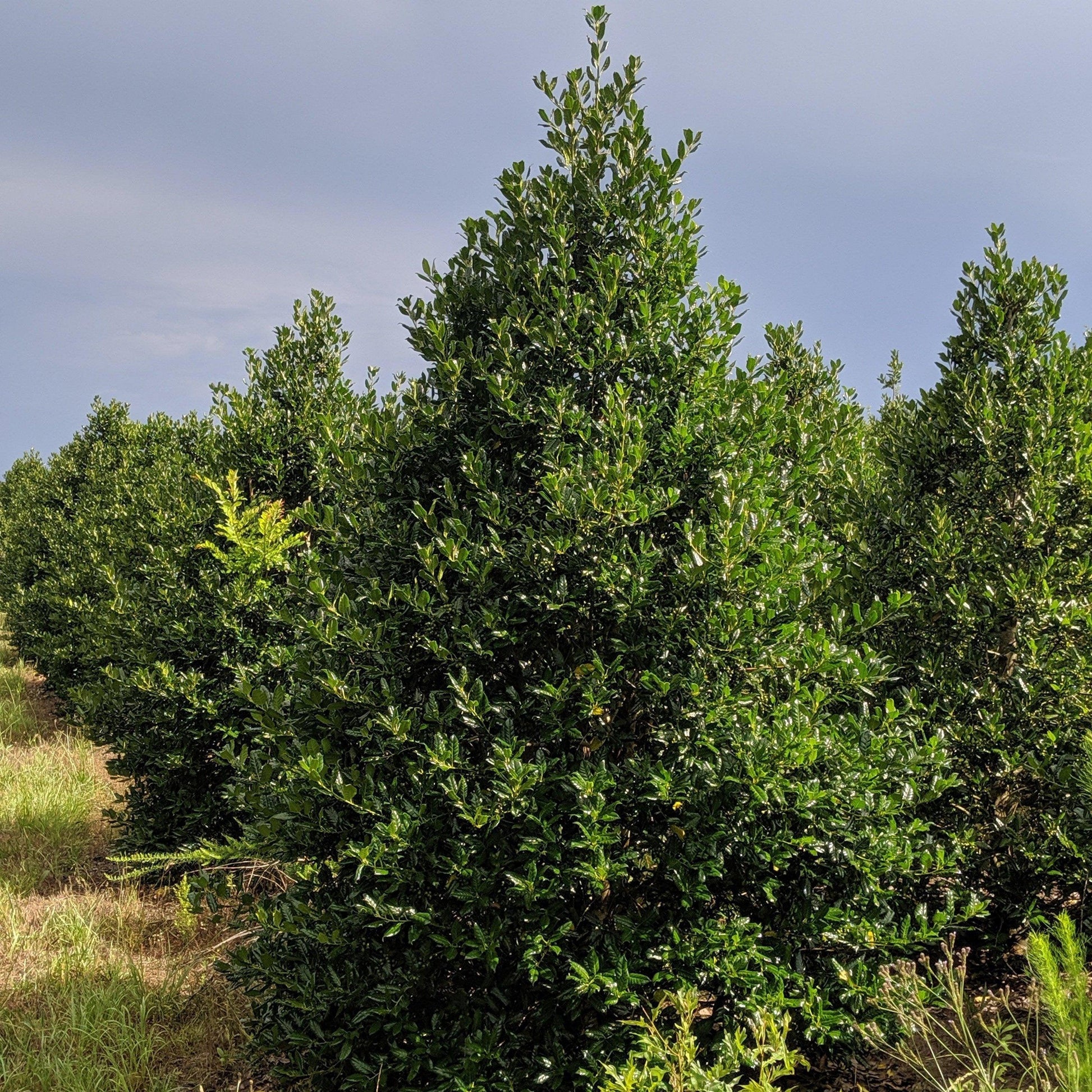 Ilex X 'nellie R  Stevens' - View 12 from www redcrocus com