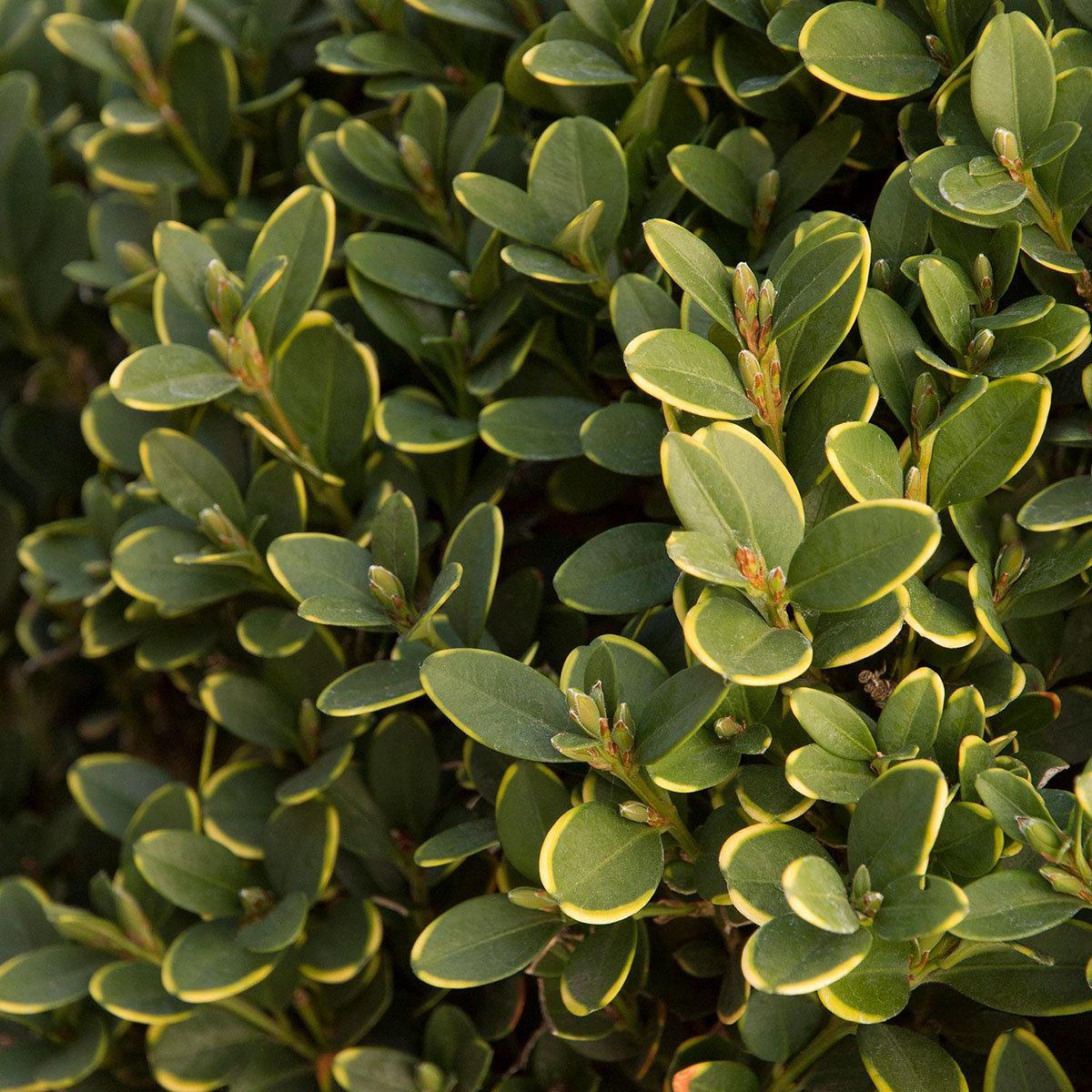 Buxus Microphylla Green Mountain Spiral - View 8 from www redcrocus com
