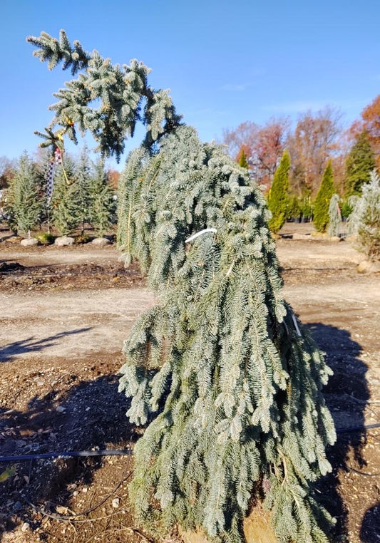 Picea Pungens The Blues - View 10 from www redcrocus com