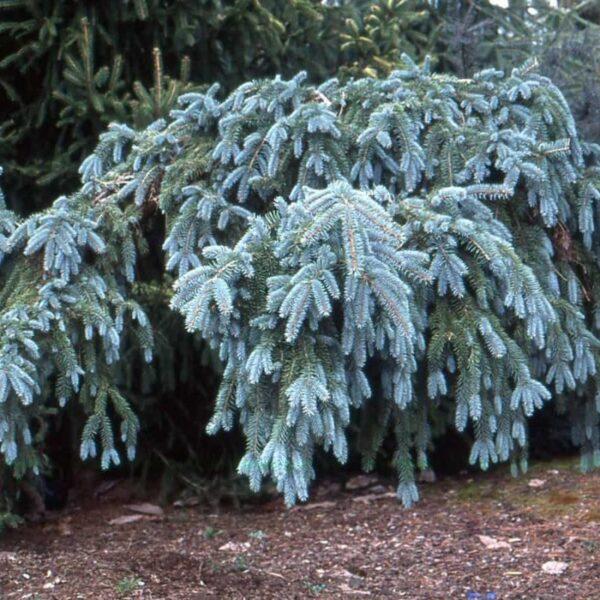 Picea Pungens The Blues - View 12 from www redcrocus com