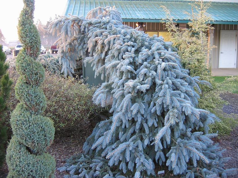 Picea Pungens The Blues - View 13 from www redcrocus com