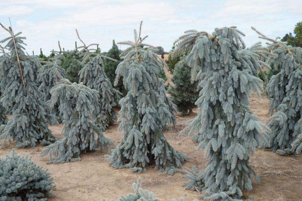 Picea Pungens The Blues - View 14 from www redcrocus com