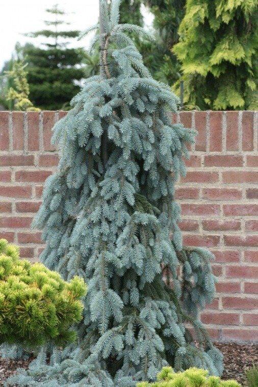 Picea Pungens The Blues - View 15 from www redcrocus com