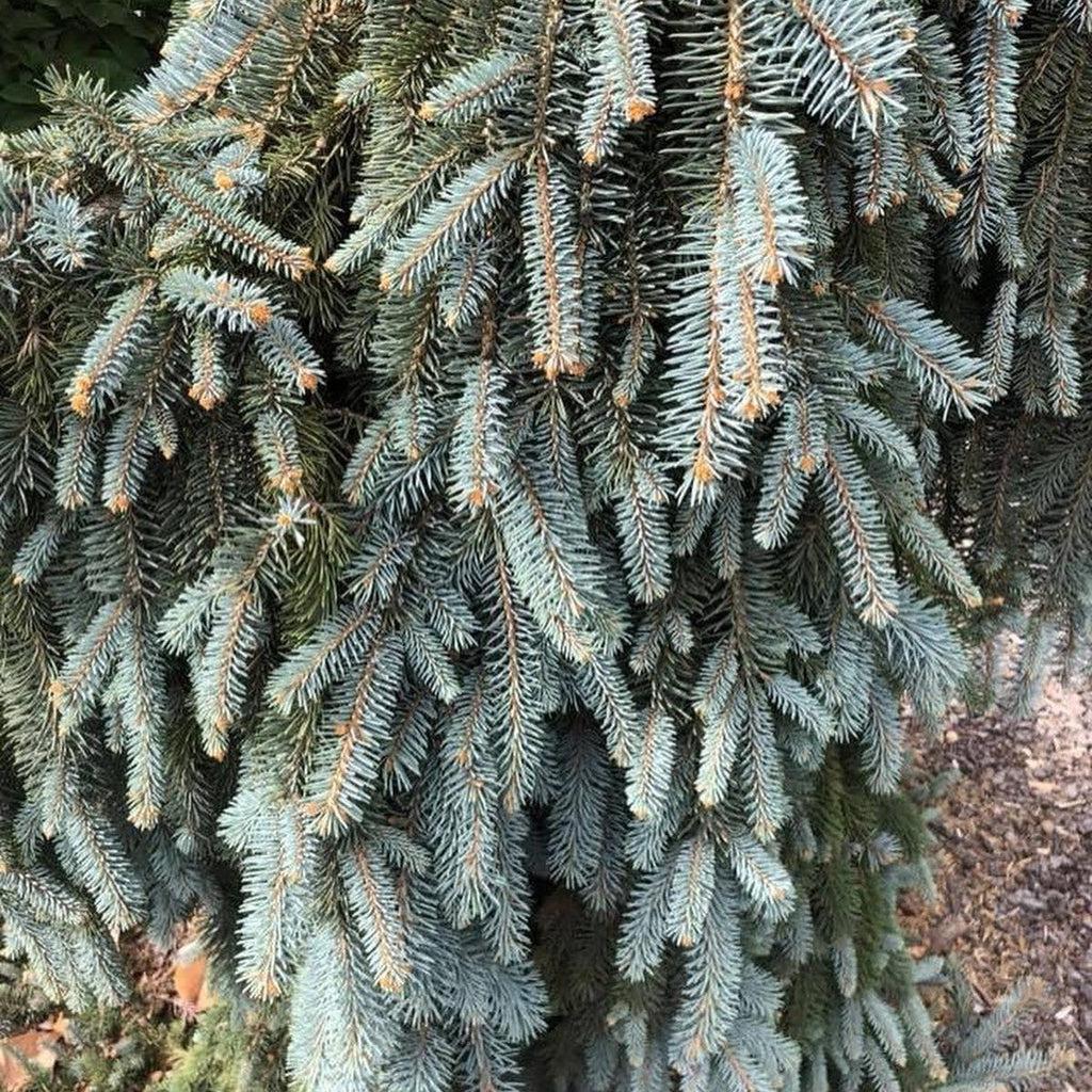 Picea Pungens The Blues - View 16 from www redcrocus com