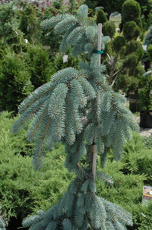 Picea Pungens The Blues - View 17 from www redcrocus com