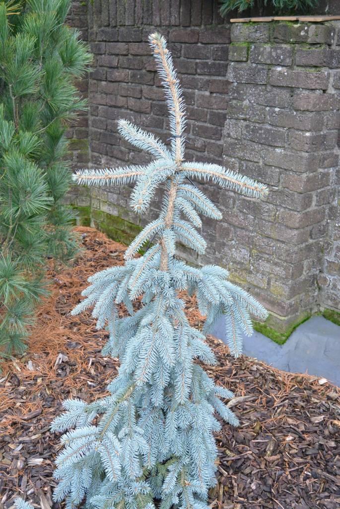 Picea Pungens The Blues - View 3 from www redcrocus com