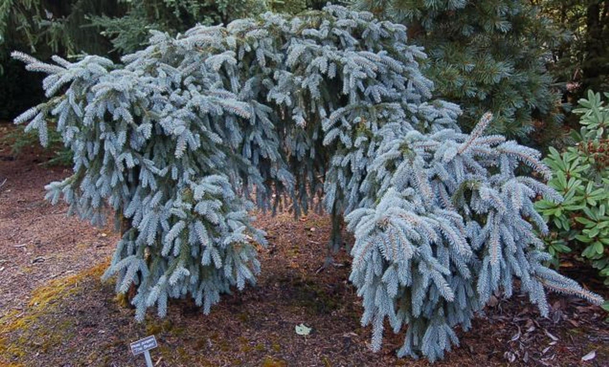 Picea Pungens The Blues - View 7 from www redcrocus com