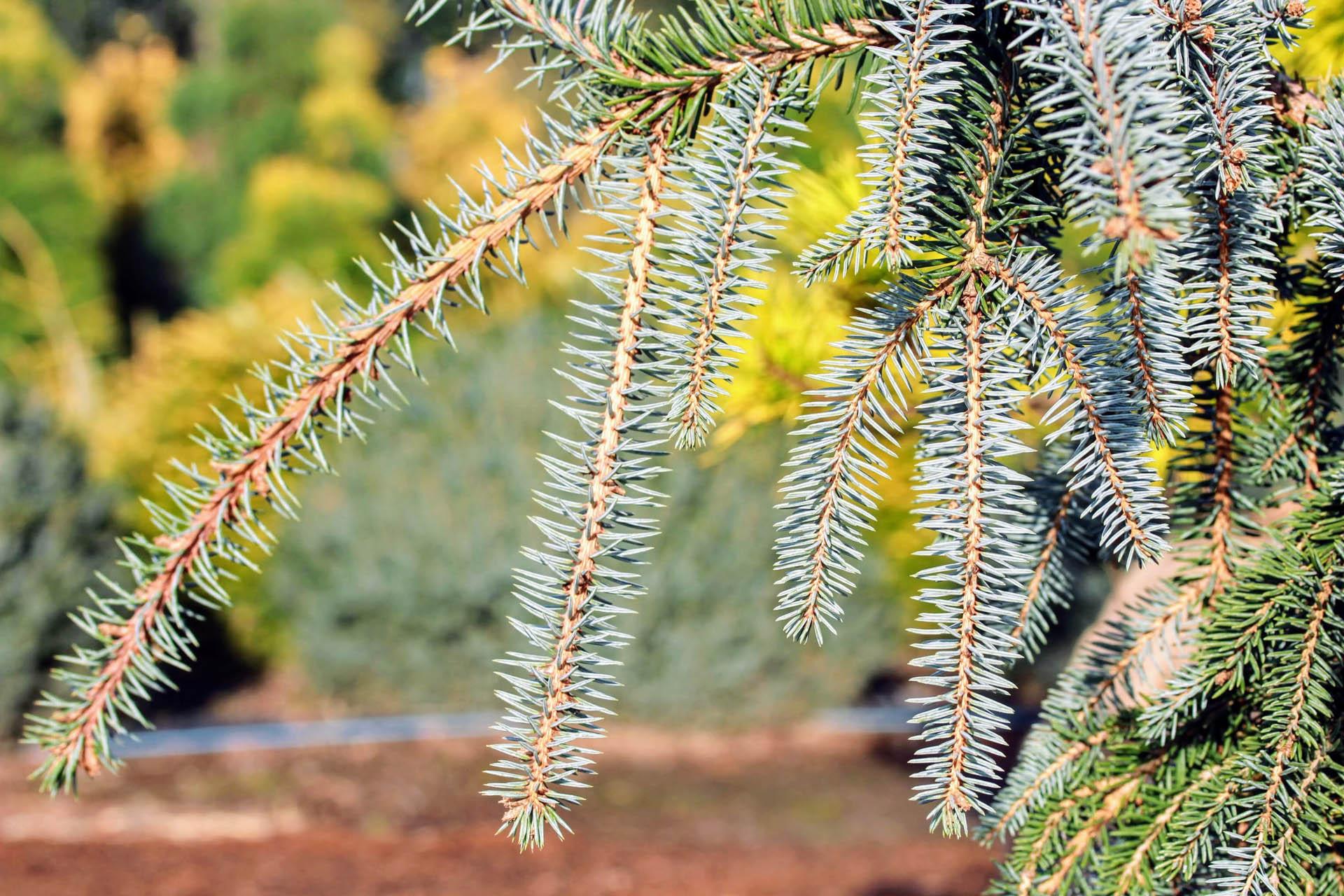 Picea Pungens The Blues - View 8 from www redcrocus com