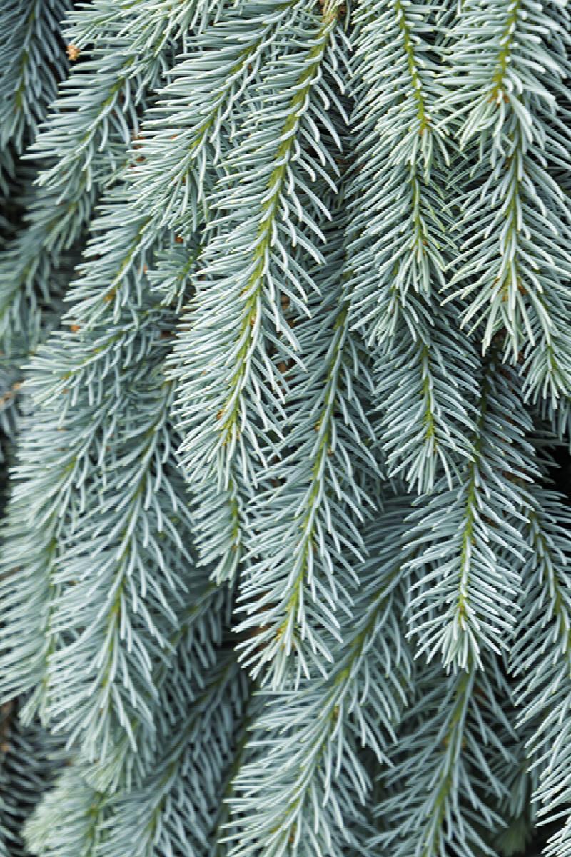 Picea Pungens The Blues - View 9 from www redcrocus com