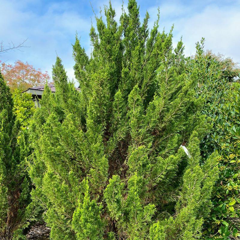 RedCrocus Spartan' Juniper | 3-4 ft evergreen shrub, needle-like foliage | Ideal for low-maintenance landscaping, hedges, containers | Hardy Zones 4-9  10 Gallon
