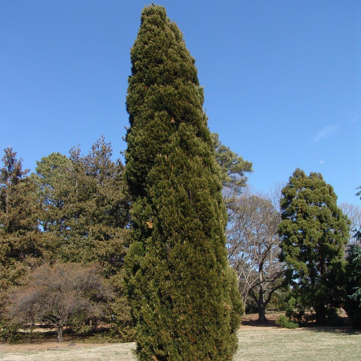 RedCrocus Spartan' Juniper | 3-4 ft evergreen shrub, needle-like foliage | Ideal for low-maintenance landscaping, hedges, containers | Hardy Zones 4-9  10 Gallon