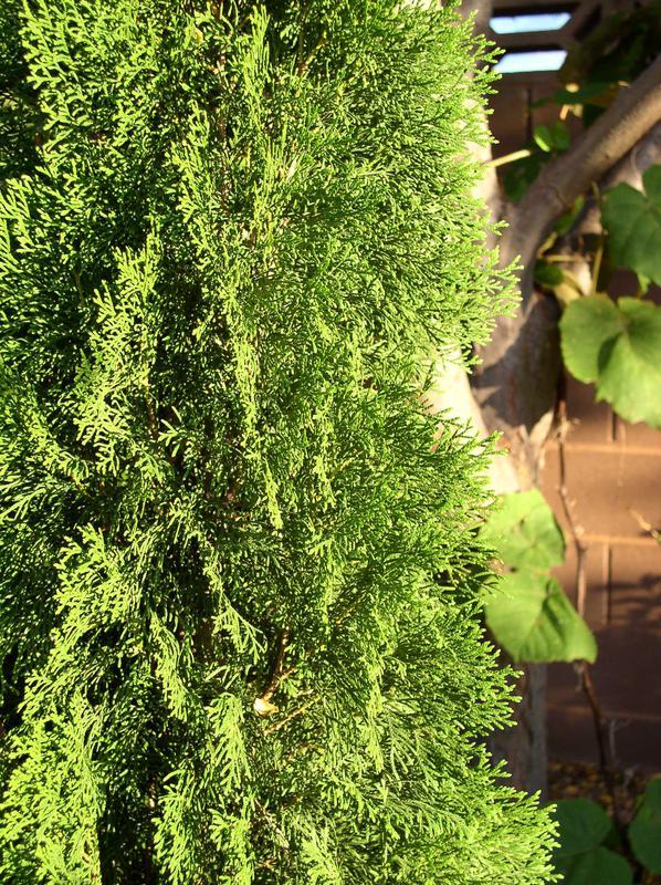 Juniperus Chinensis Spartan - View 12 from www redcrocus com