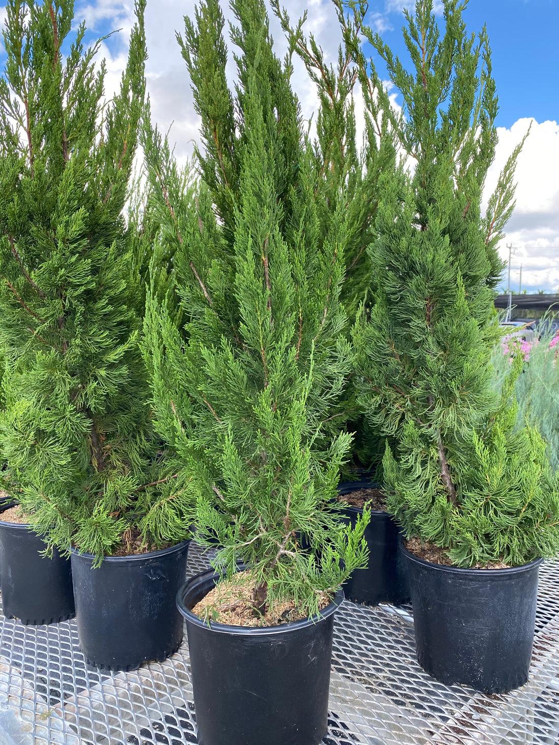 RedCrocus Spartan' Juniper | 3-4 ft evergreen shrub, needle-like foliage | Ideal for low-maintenance landscaping, hedges, containers | Hardy Zones 4-9  10 Gallon
