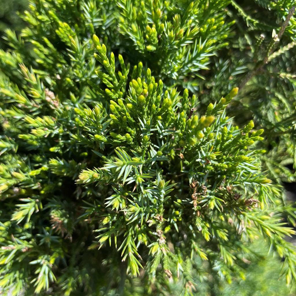 Juniperus Chinensis Spartan - View 14 from www redcrocus com